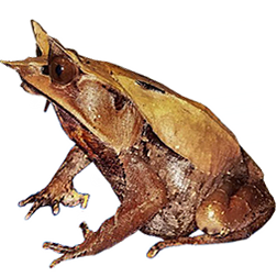 Malayan Horned Frog